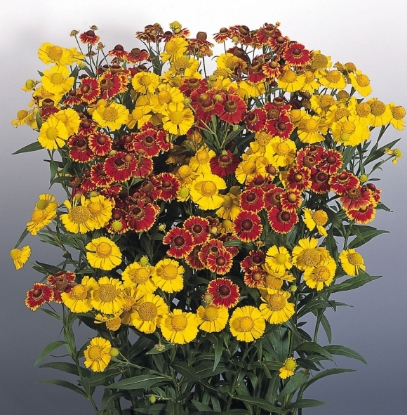 Picture of Helenium - Helena Mix